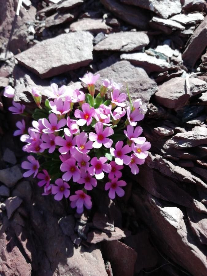 Androsace ciliata flower