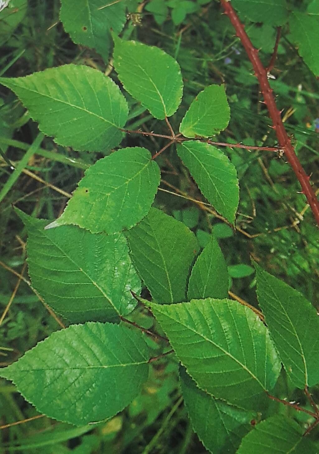 Rubus gremlii — houseplant care guide