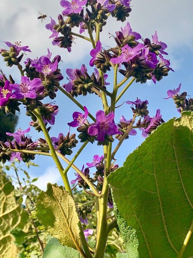 Phacelia calthifolia — search result for 'Phacelia'