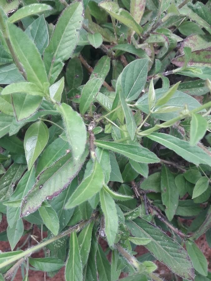 Pseudelephantopus spicatus leaf