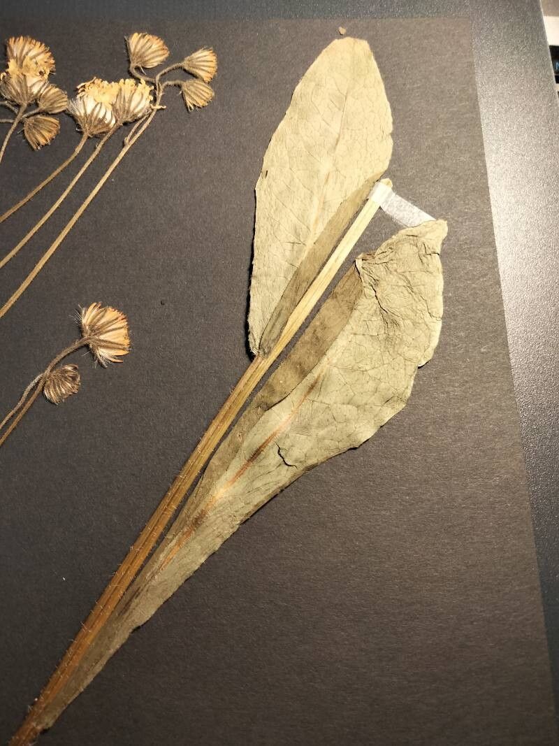 Hieracium verbascifolium — houseplant care guide