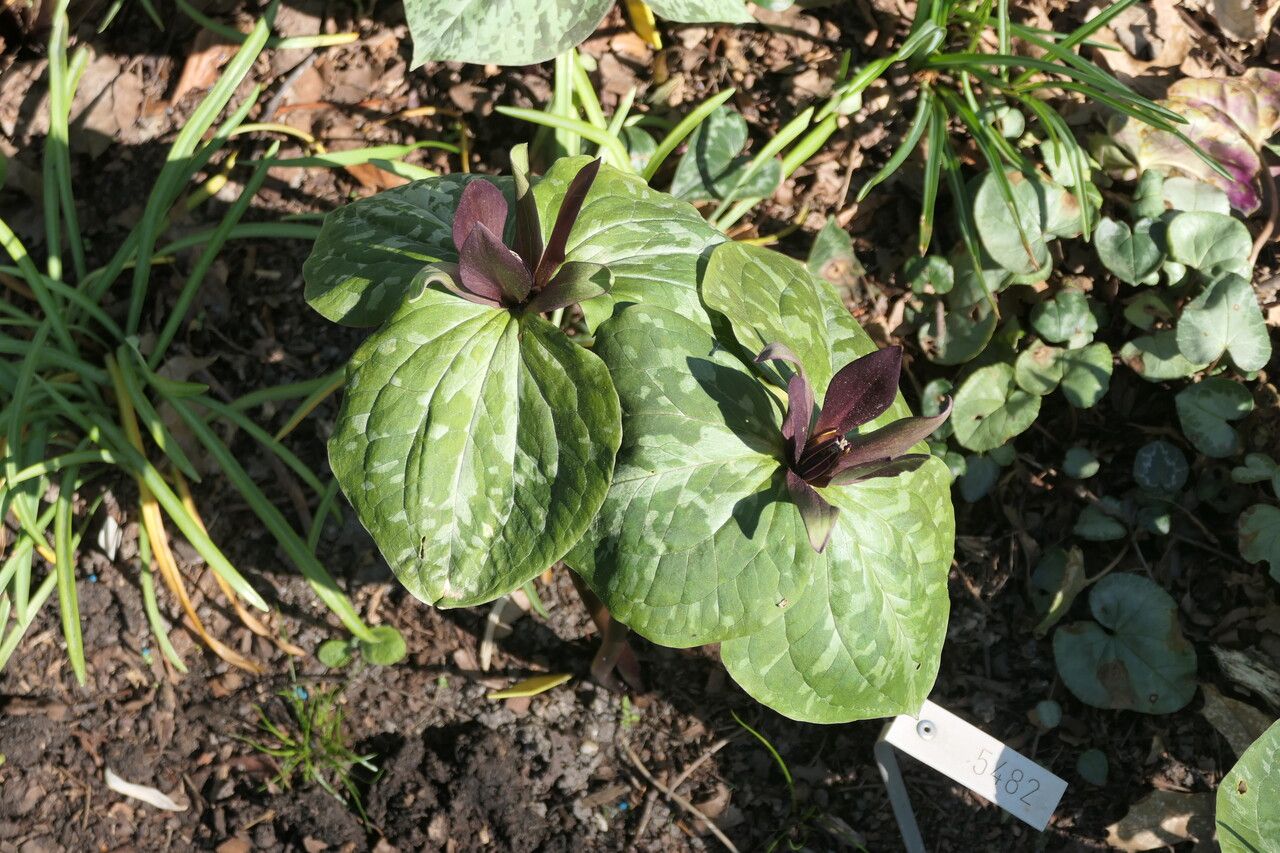 Trillium cuneatum habit