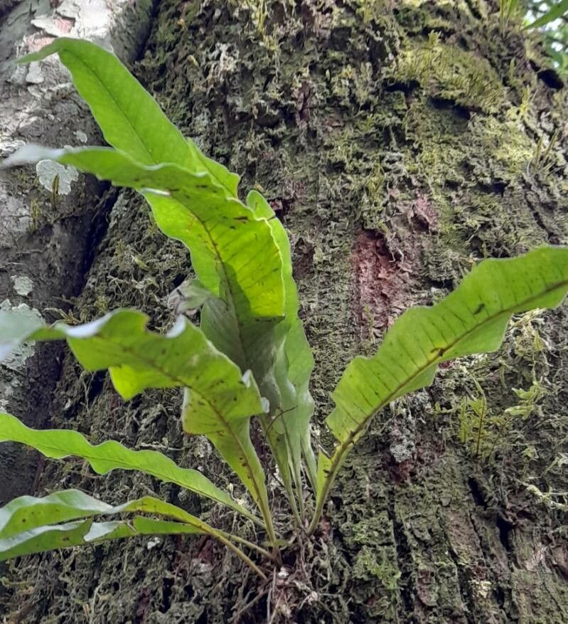 Asplenium serratum — search result for 'Asplenium'