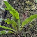 Asplenium serratum