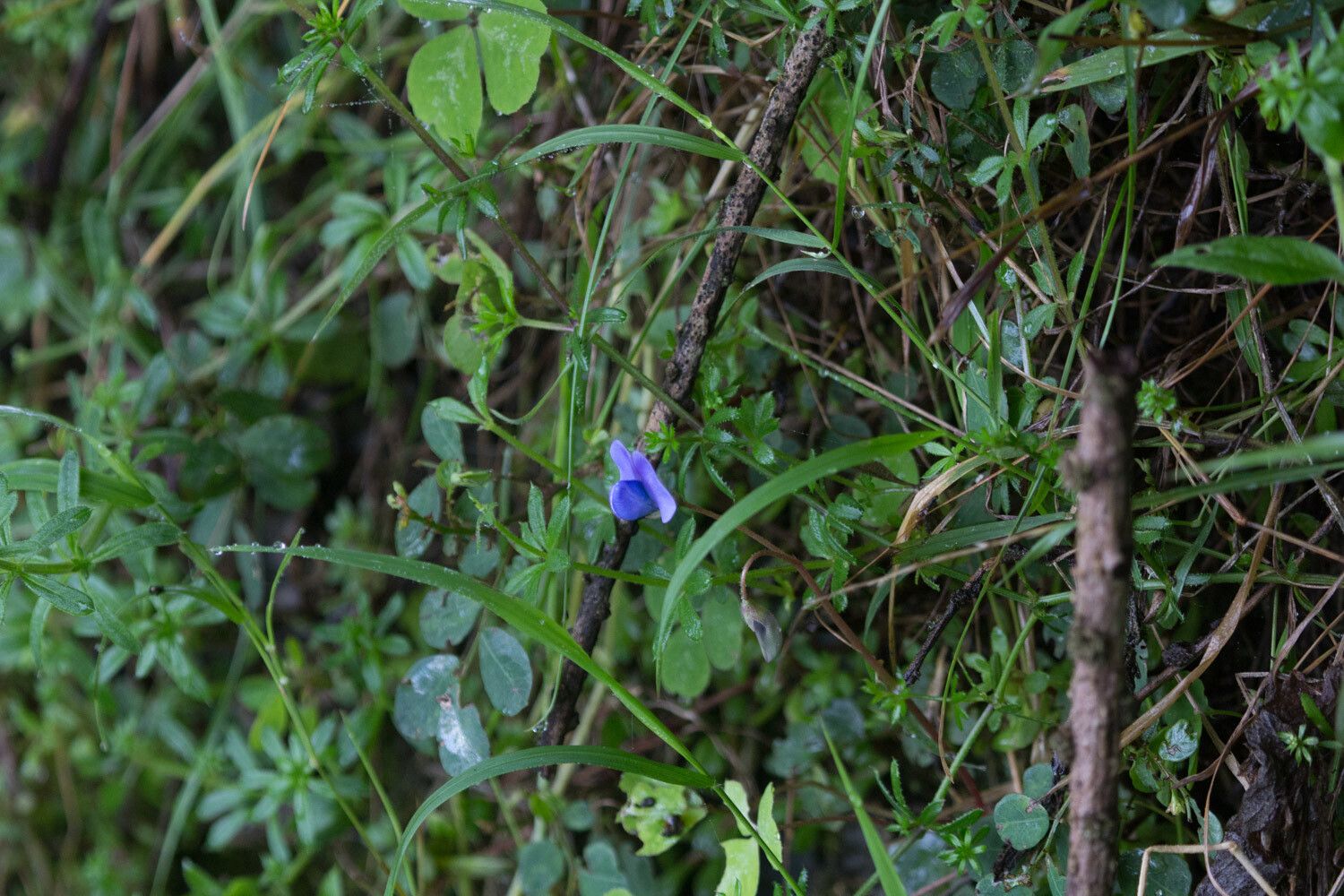 Parochetus africanus habit