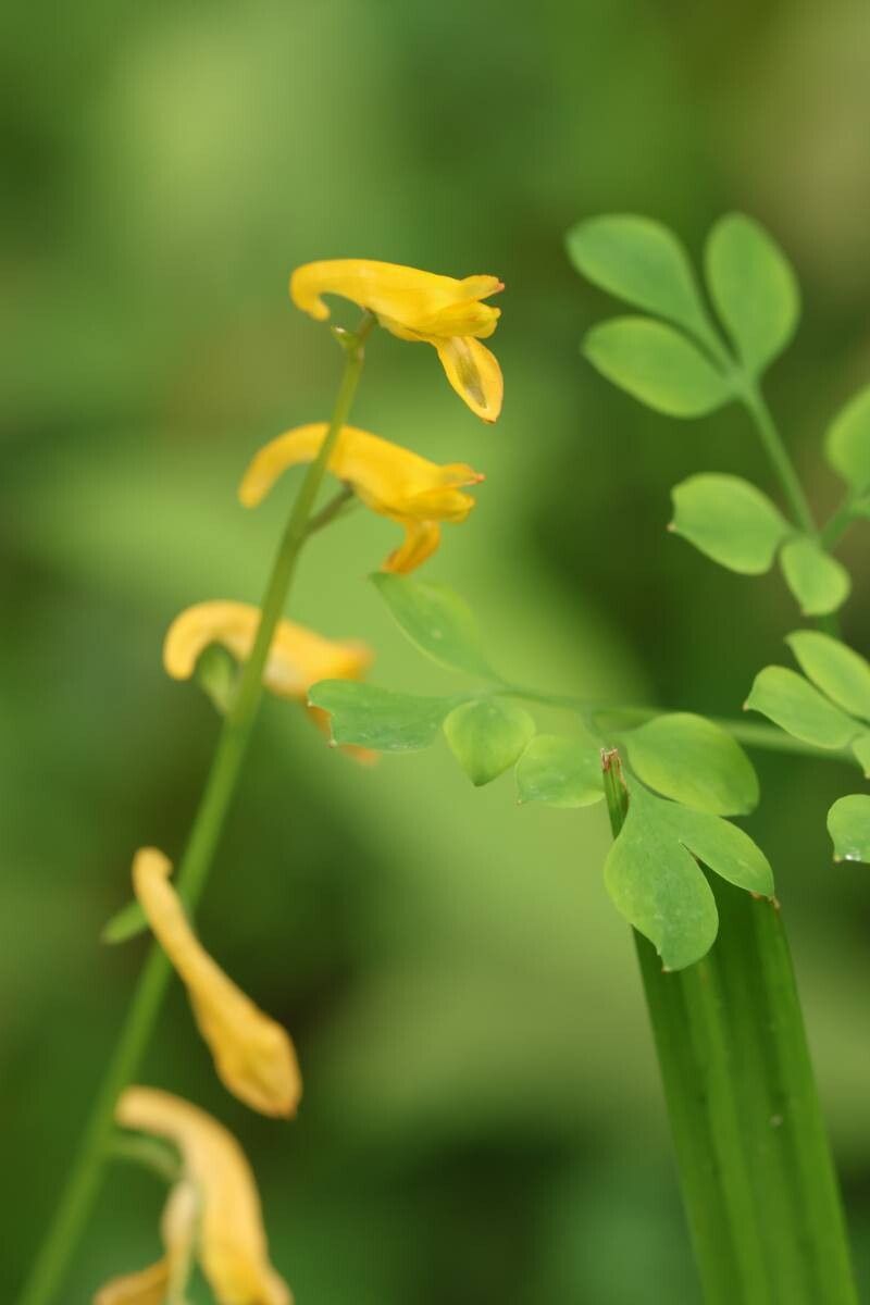 Corydalis raddeana — houseplant care guide