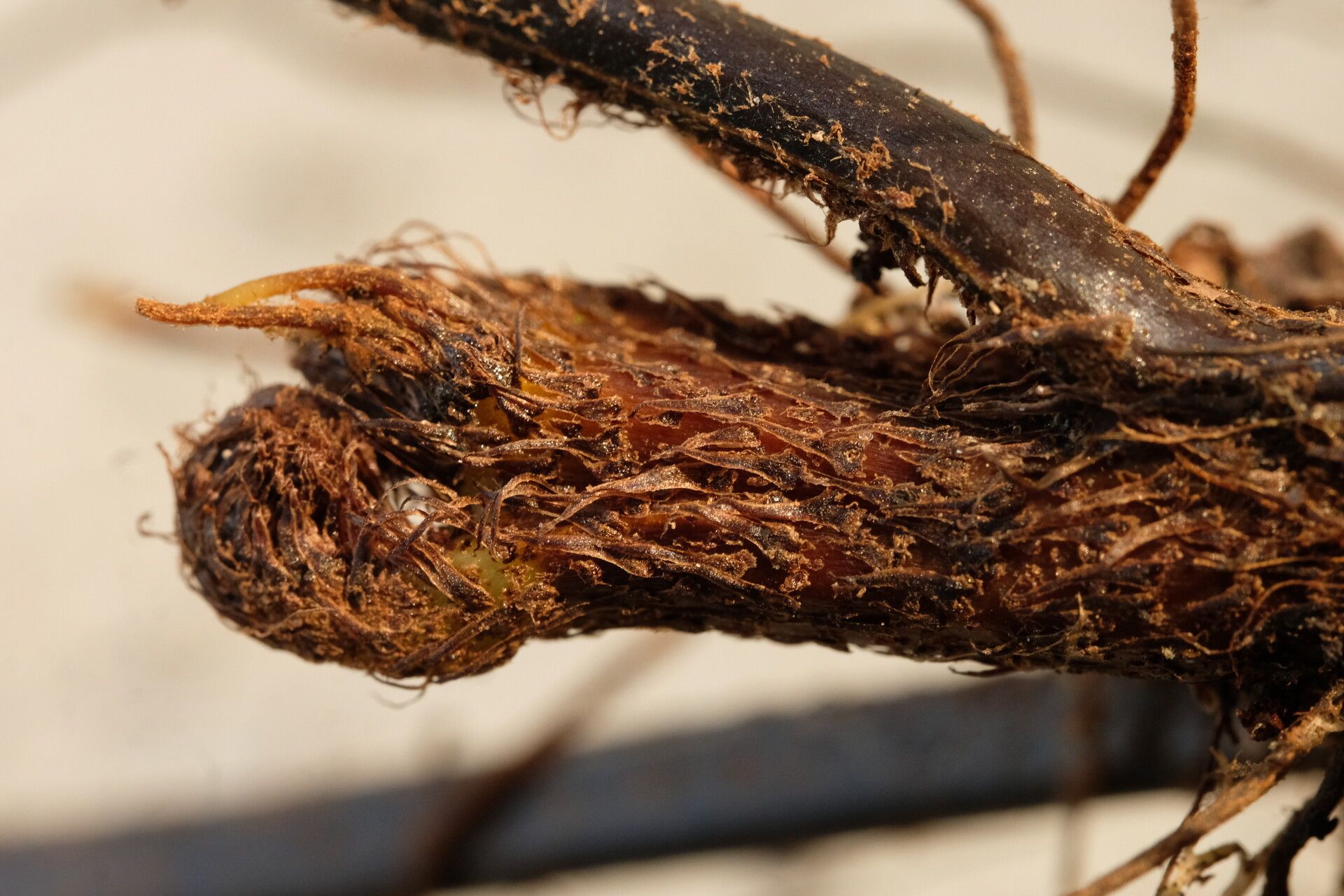 Asplenium eurysorum other