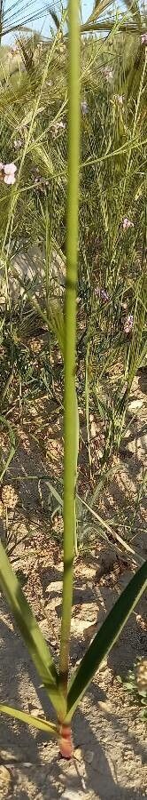 Allium atroviolaceum bark
