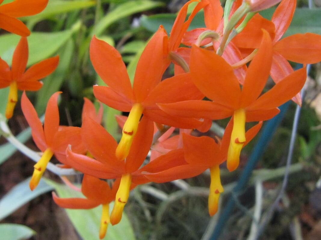 Prosthechea vitellina flower