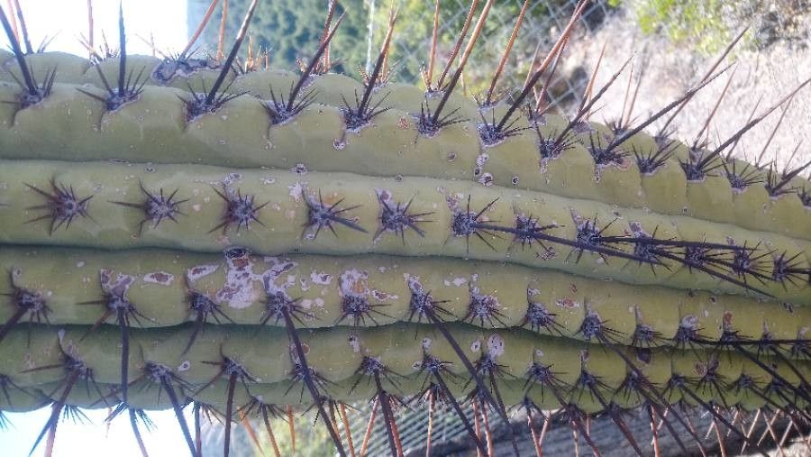 Stenocereus thurberi bark