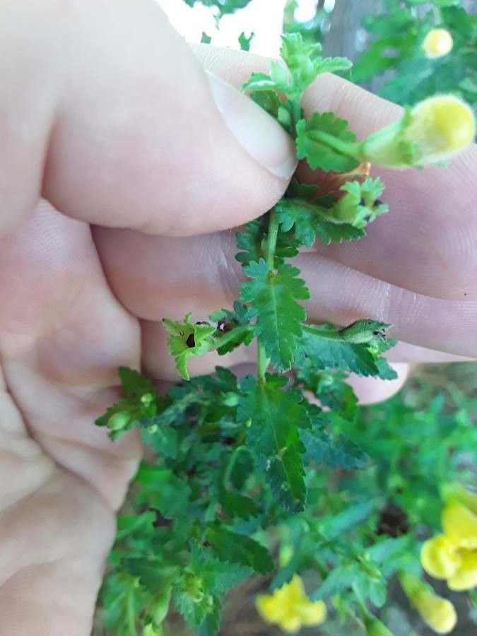 Aureolaria pectinata leaf