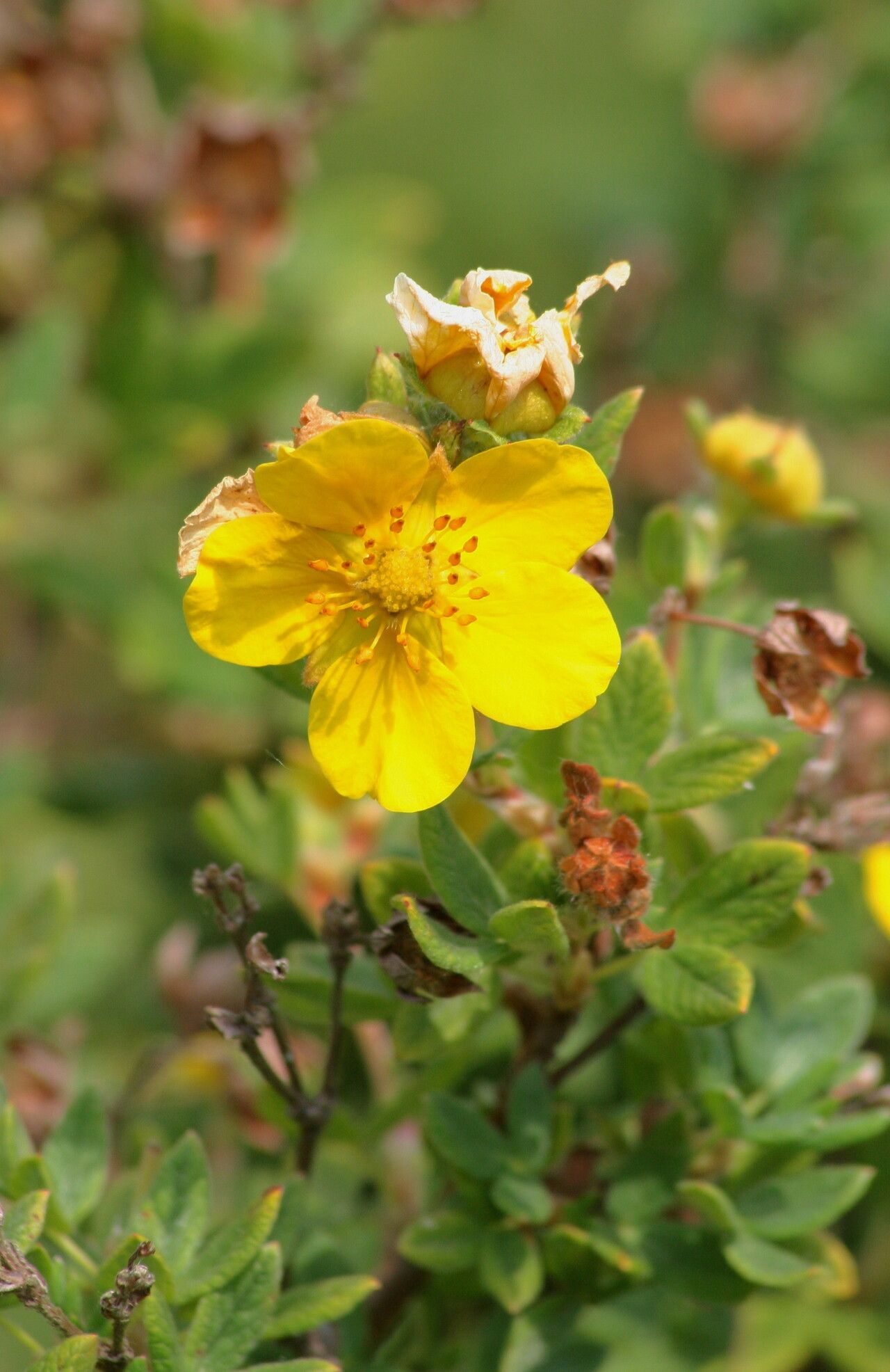 Dasiphora parvifolia flower