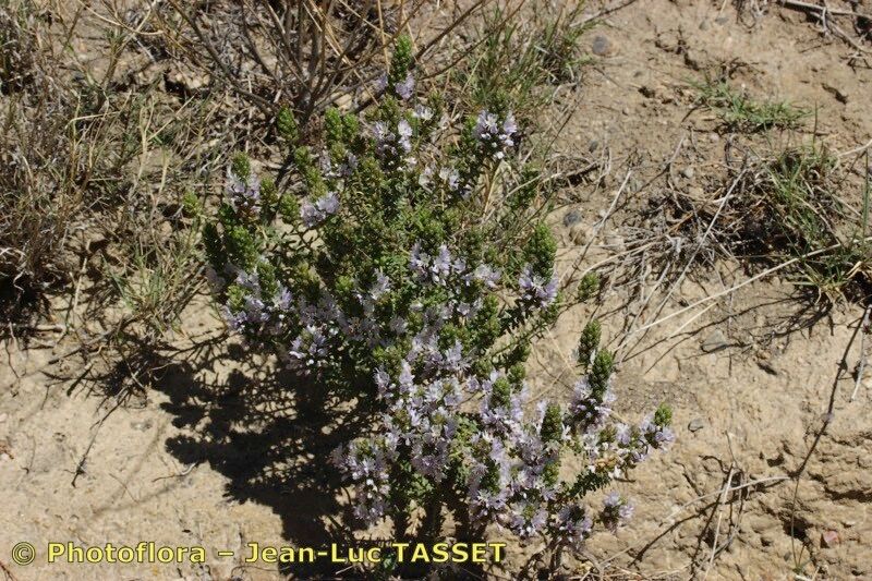 Coris hispanica habit