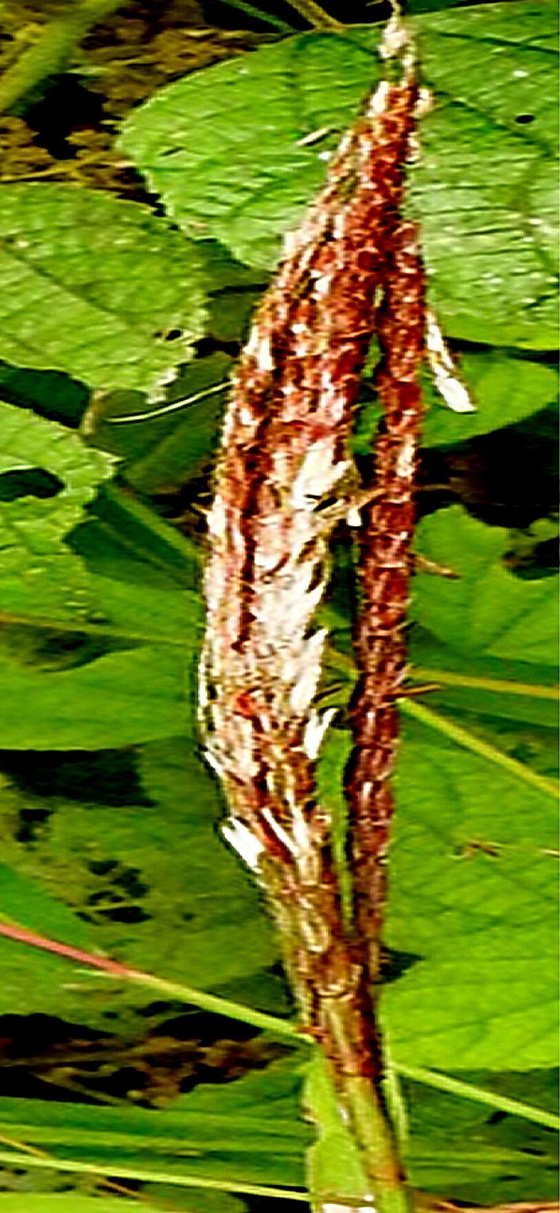 Microstegium fasciculatum flower
