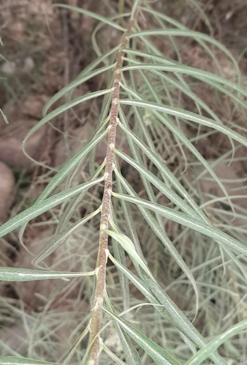 Campovassouria cruciata — search result for 'Cruciata'