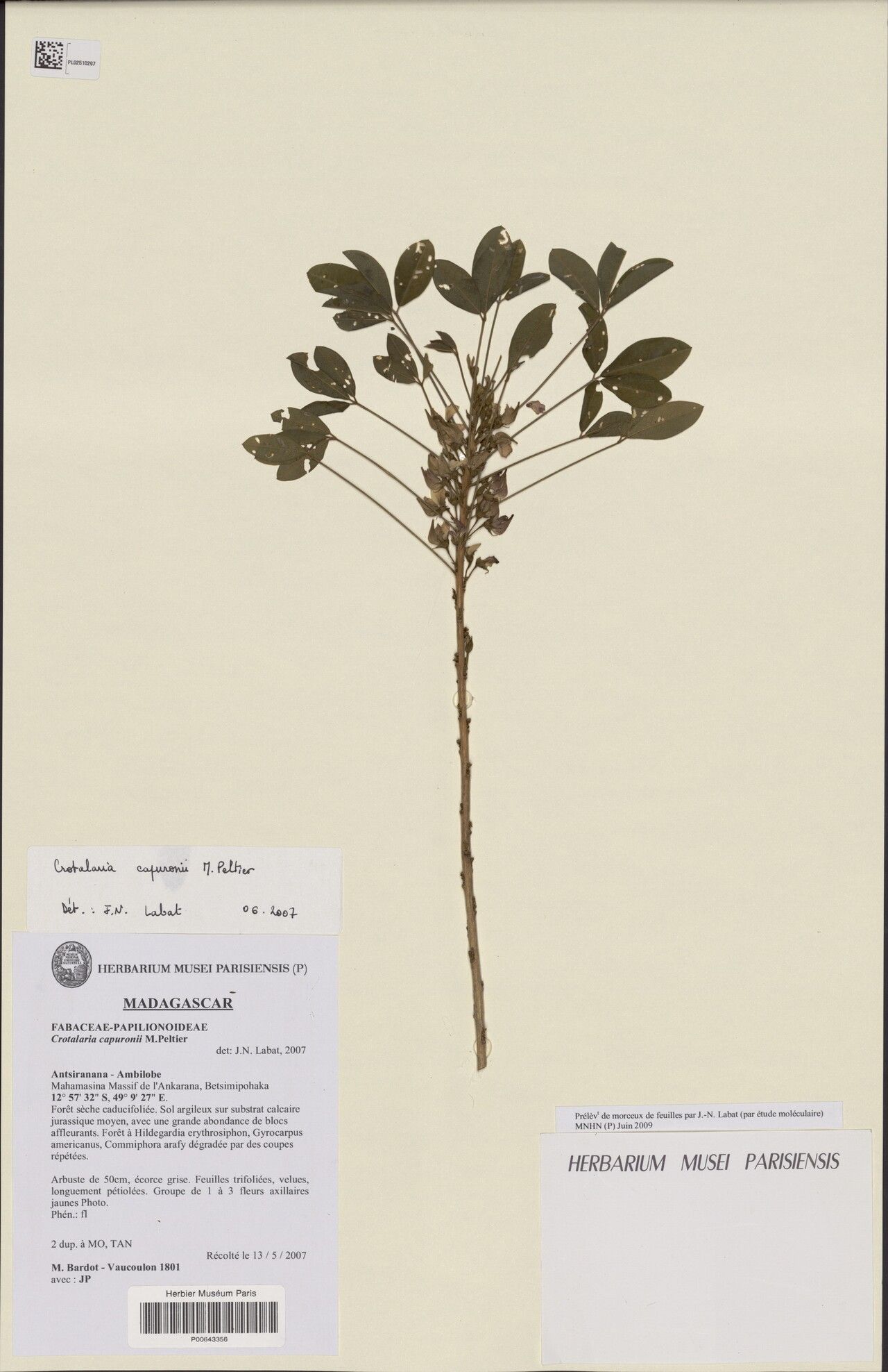 Crotalaria capuronii — houseplant care guide