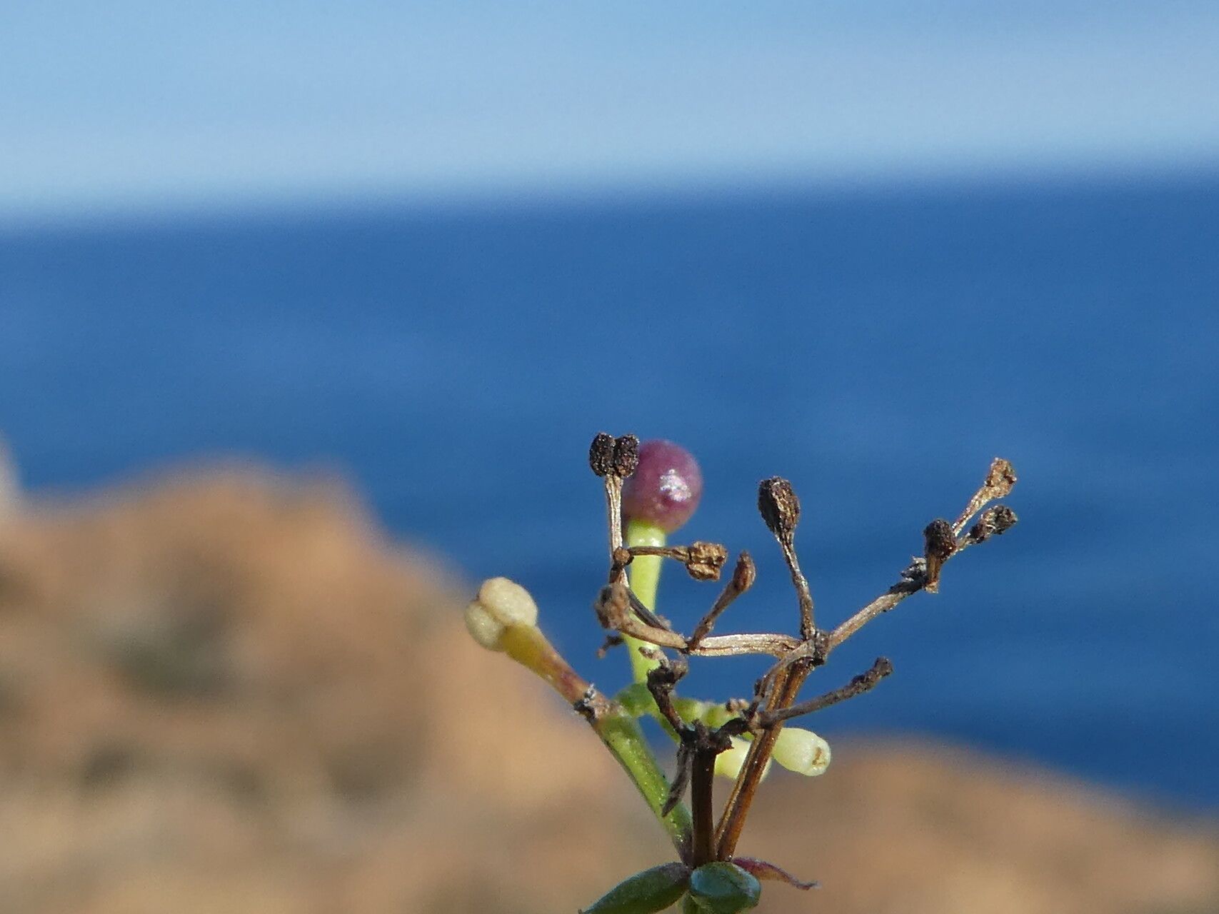 Galium lucidum fruit