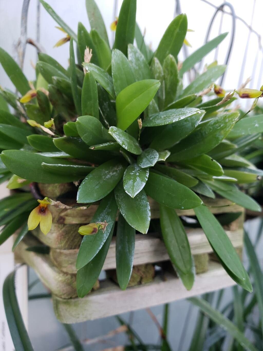 Specklinia brighamii — related species from the same genus