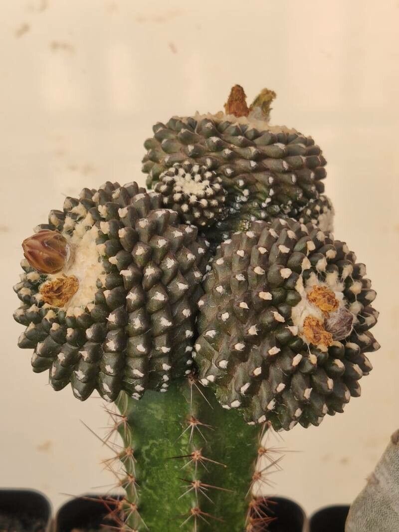 Copiapoa humilis bark