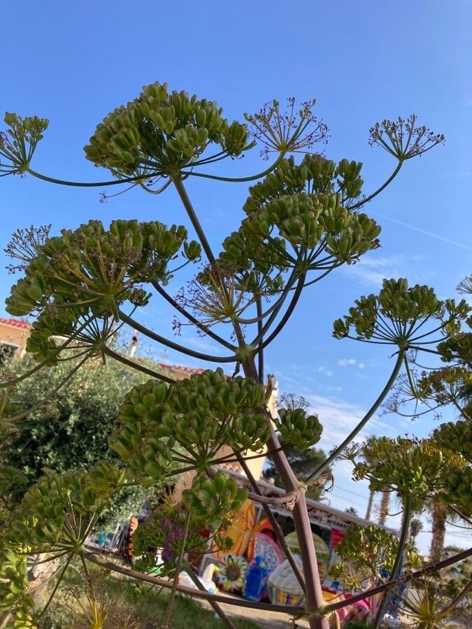 Ferula communis fruit