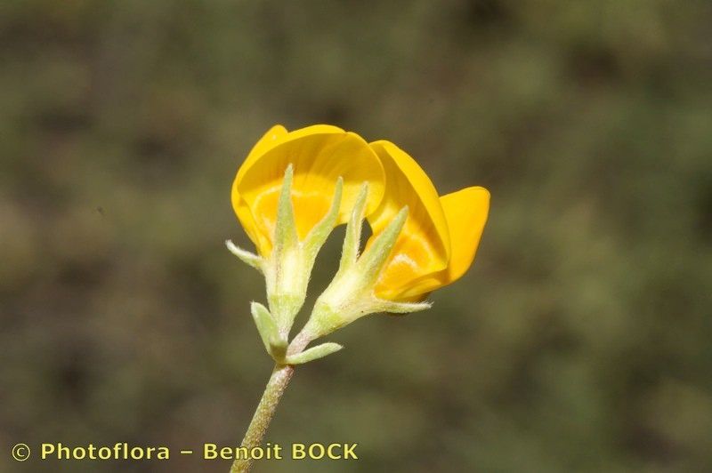 Lotus arinagensis — search result for 'Lotus'