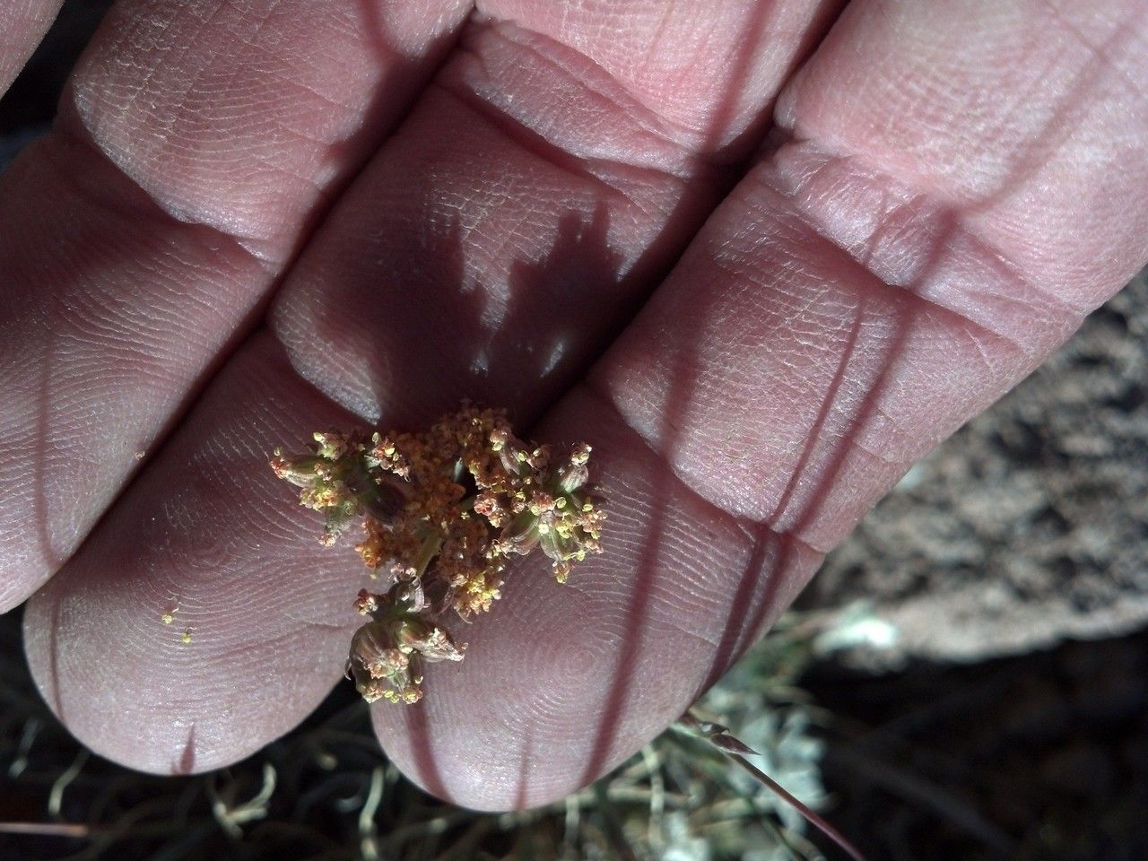 Cymopterus alpinus fruit
