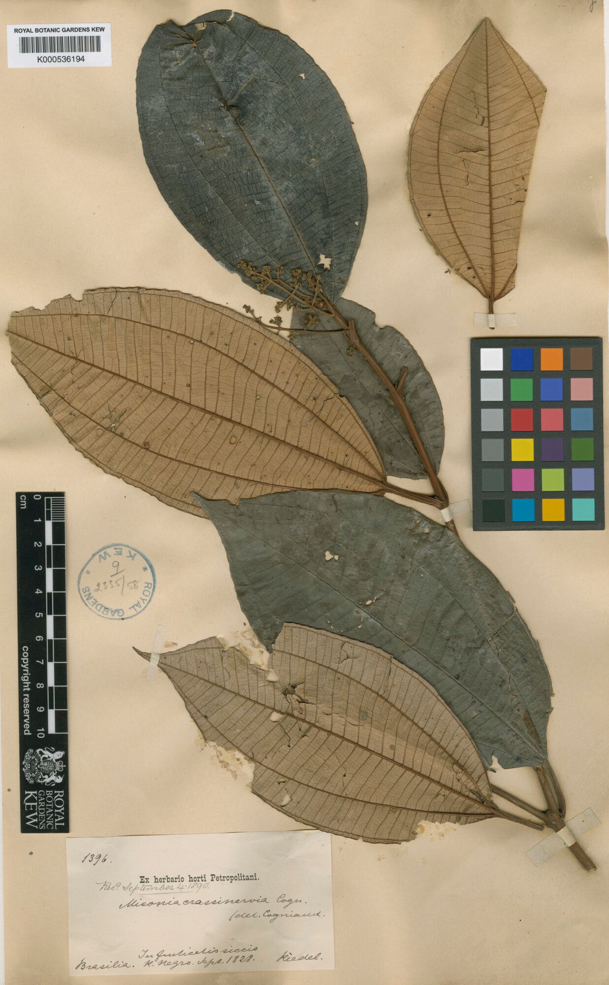 Miconia crassinervia leaf