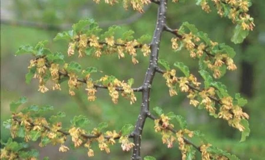 Nothofagus antarctica flower