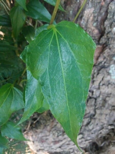 Mikania glomerata leaf