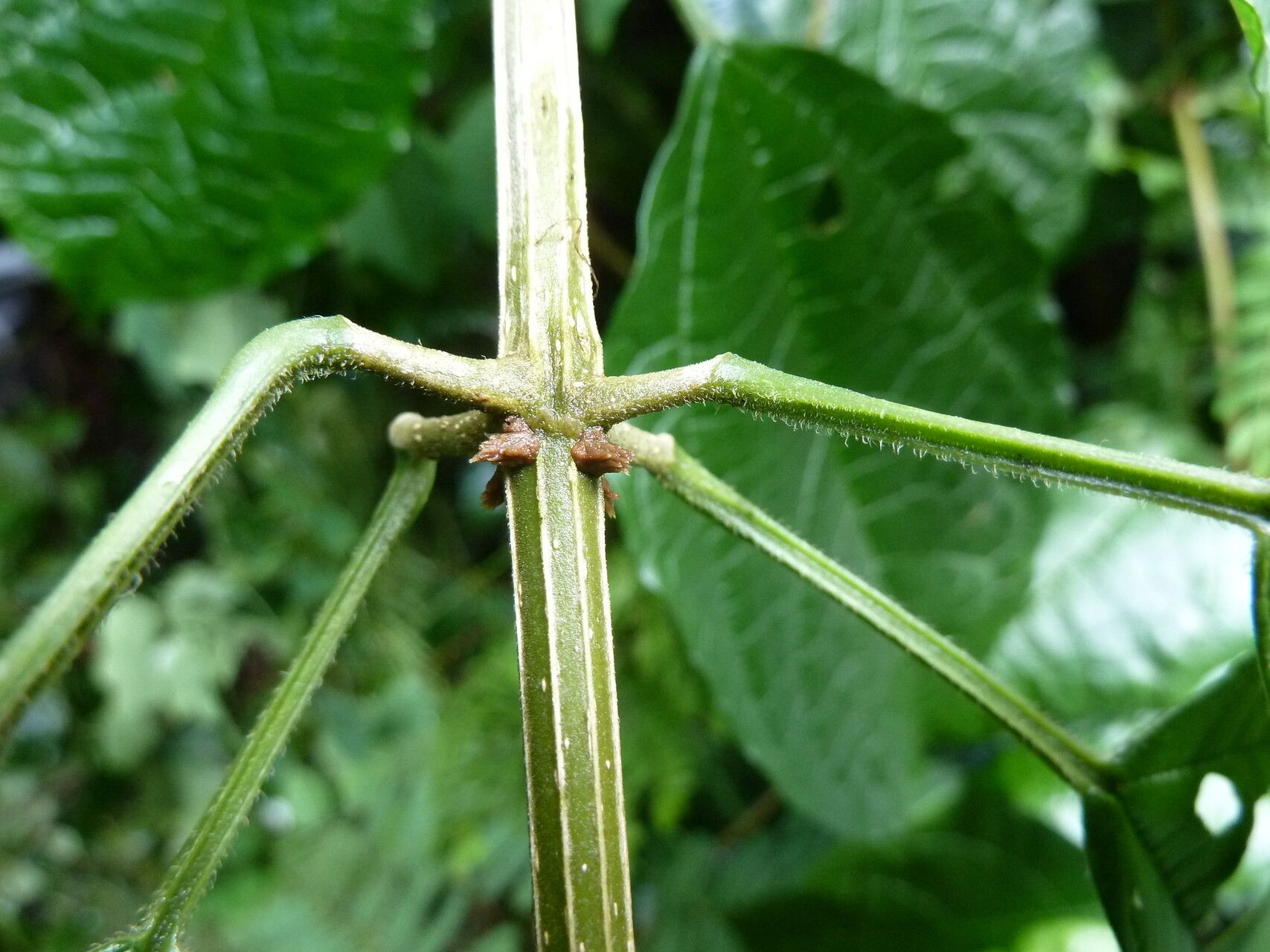 Clerodendrum formicarum bark