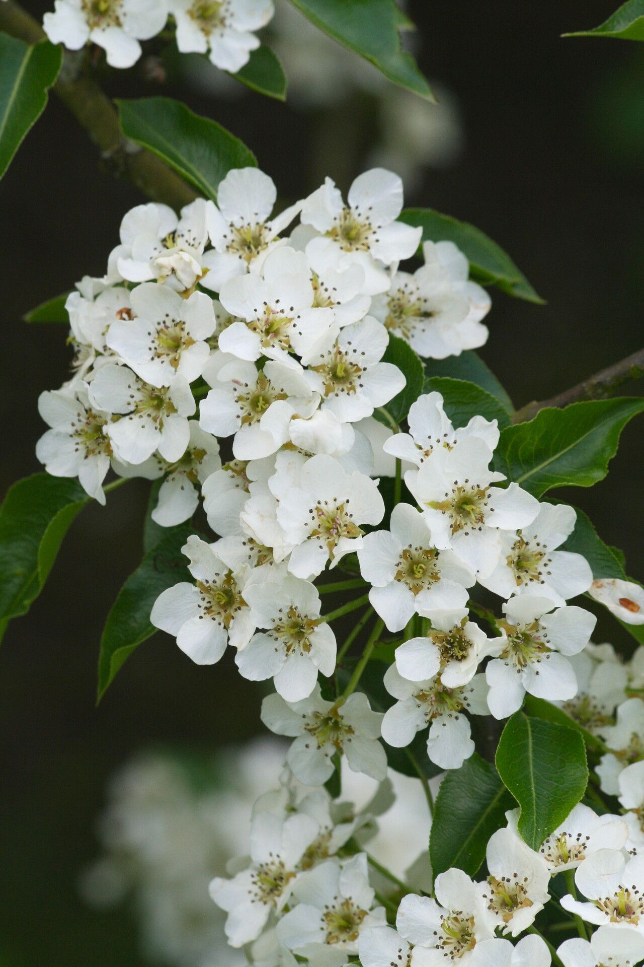 Pyrus boissieriana flower