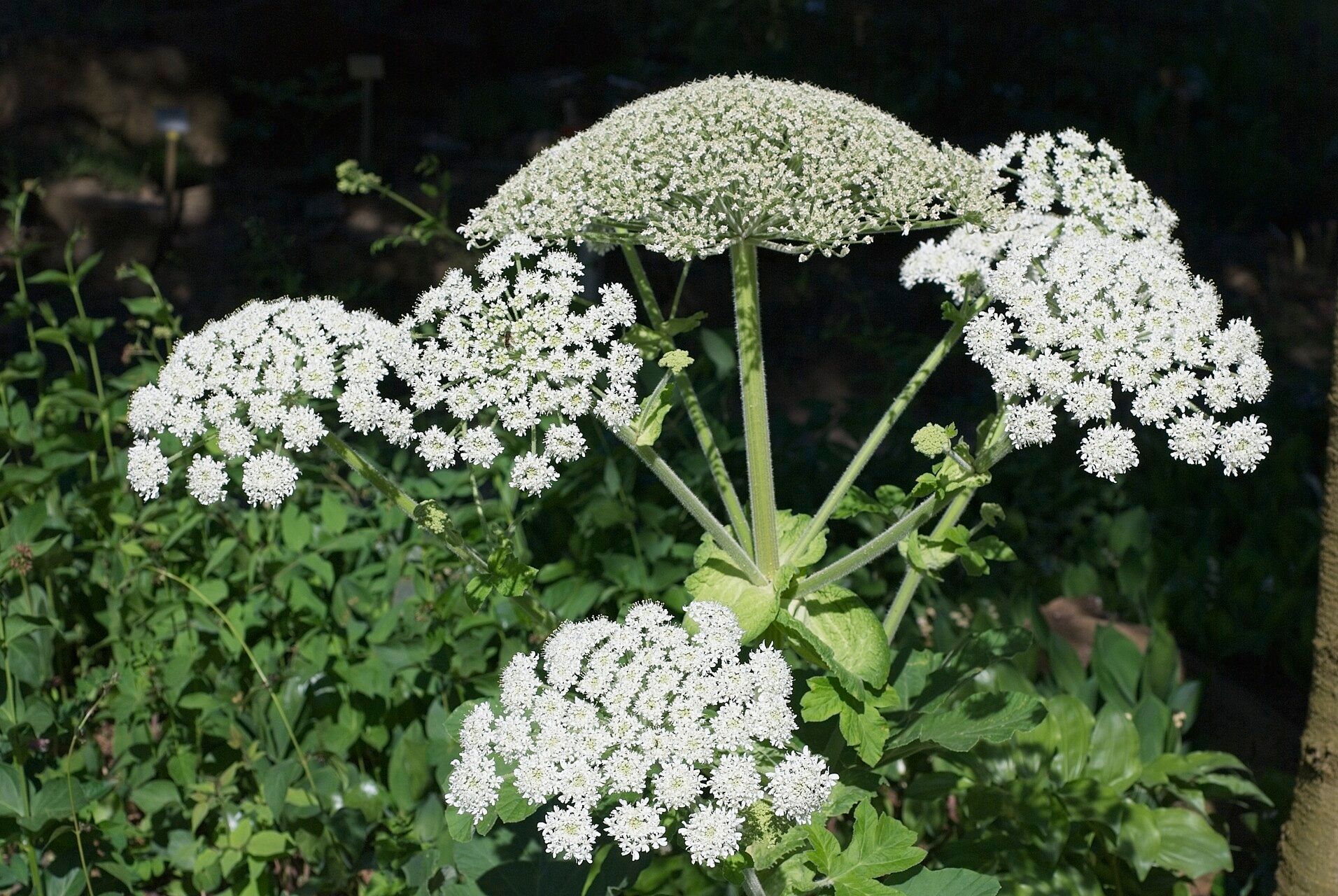 Heracleum platytaenium flower