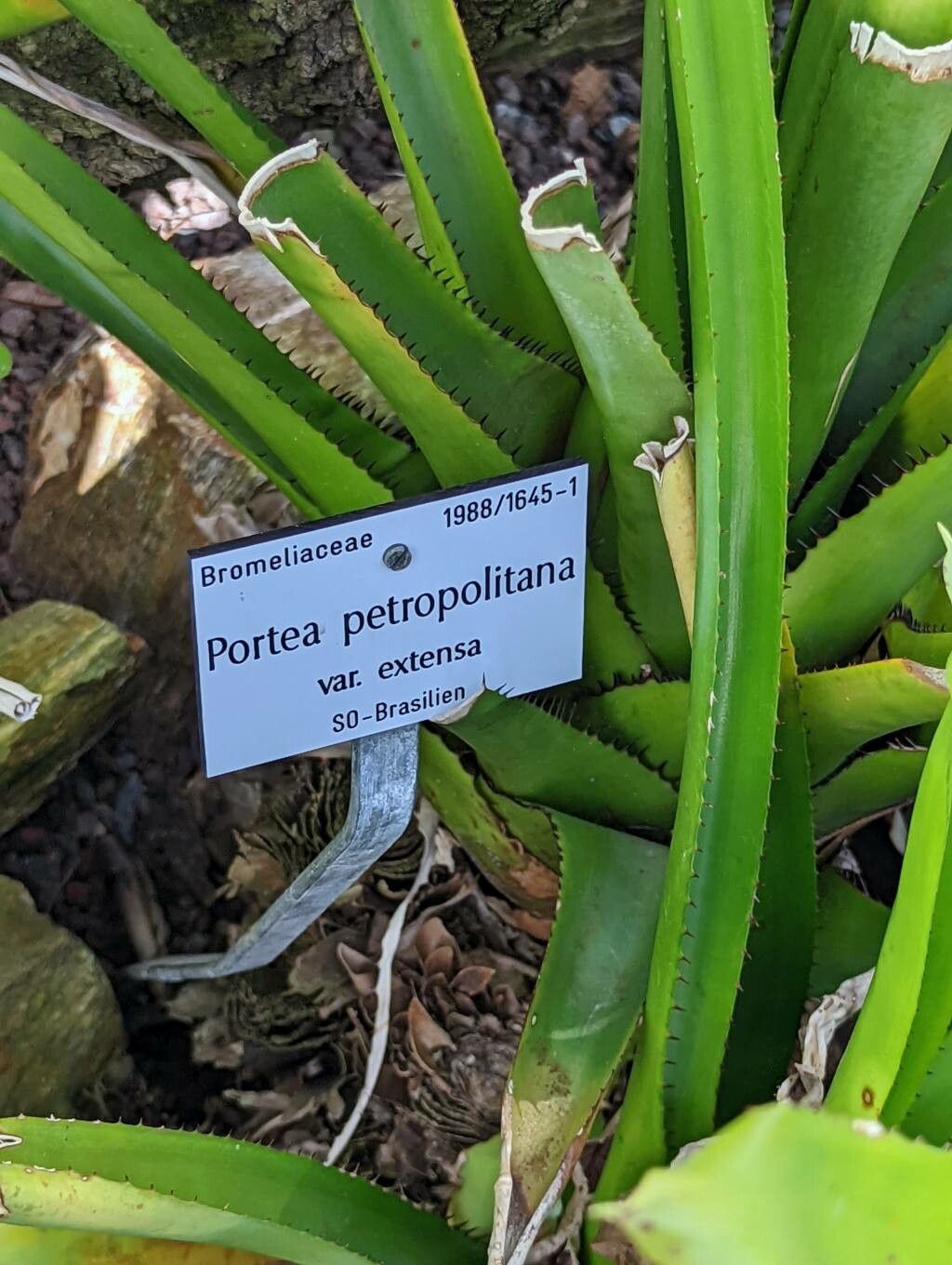 Portea petropolitana other