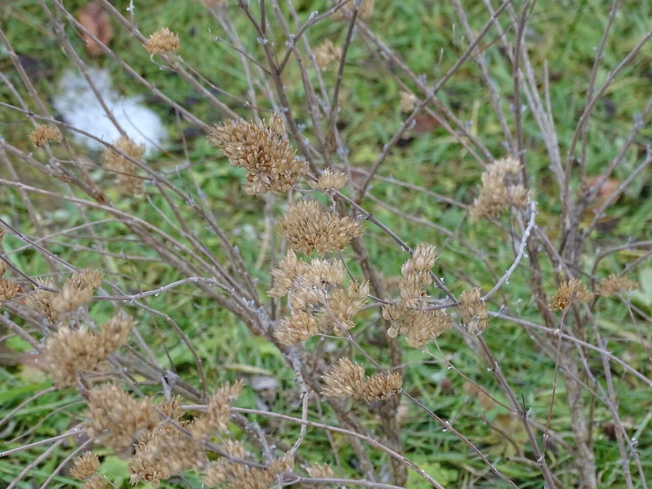 Caryopteris clandonensis bark