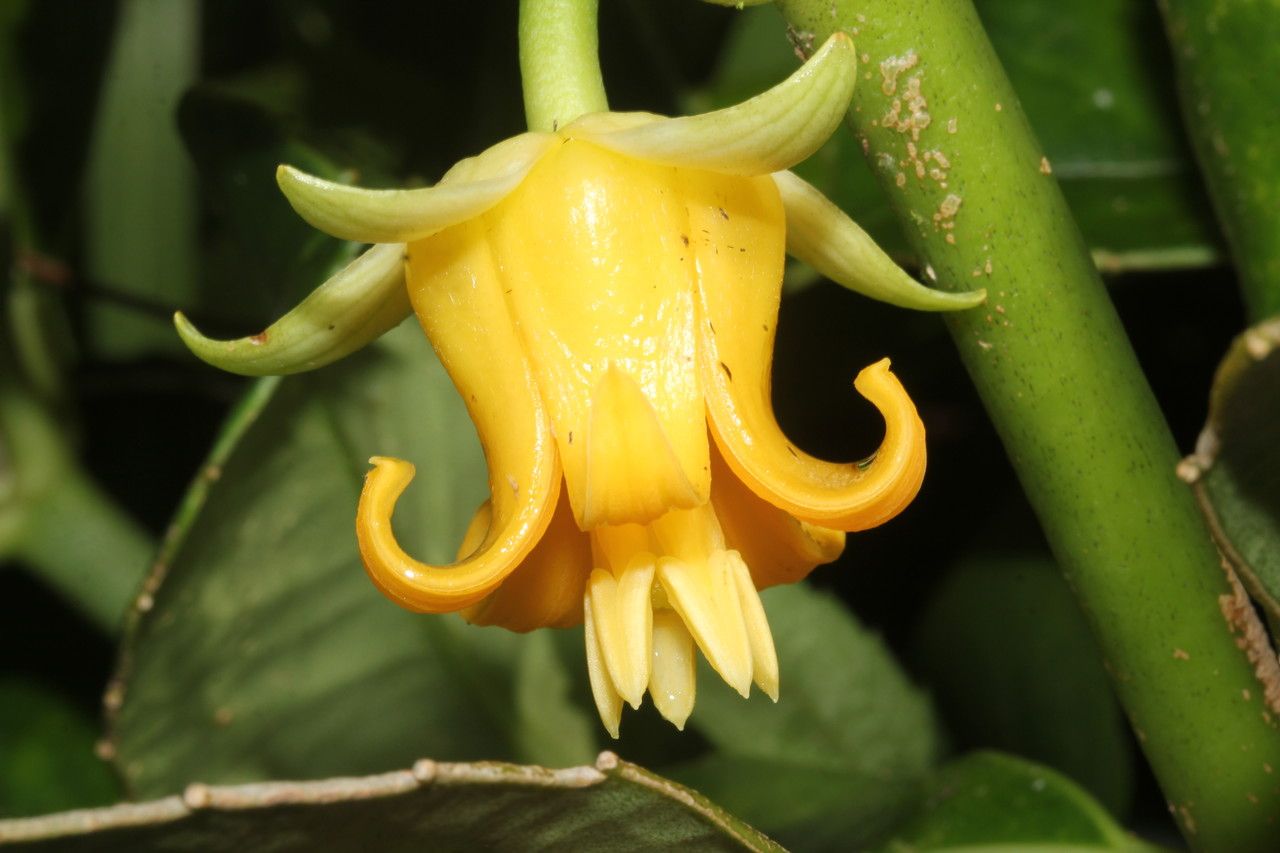 Roussea simplex flower