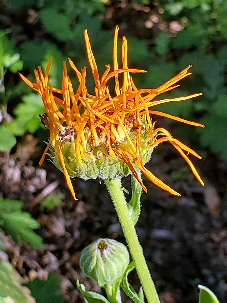 Pyrrocoma crocea flower