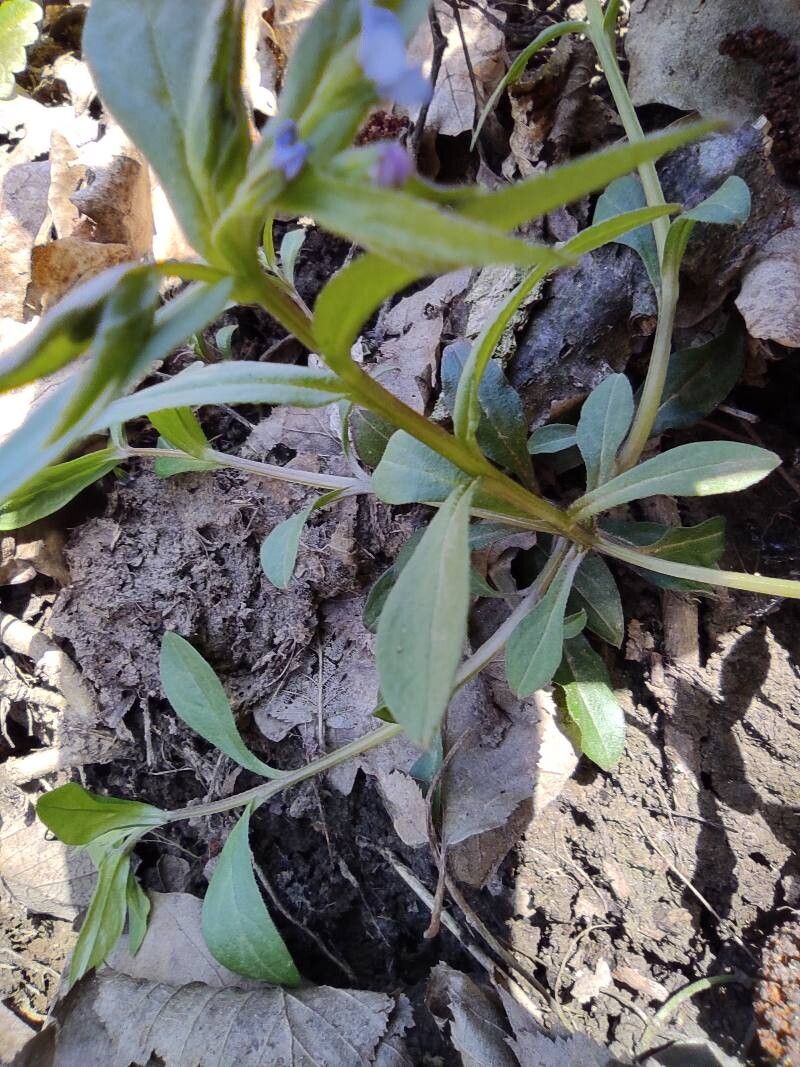 Myosotis sparsiflora bark