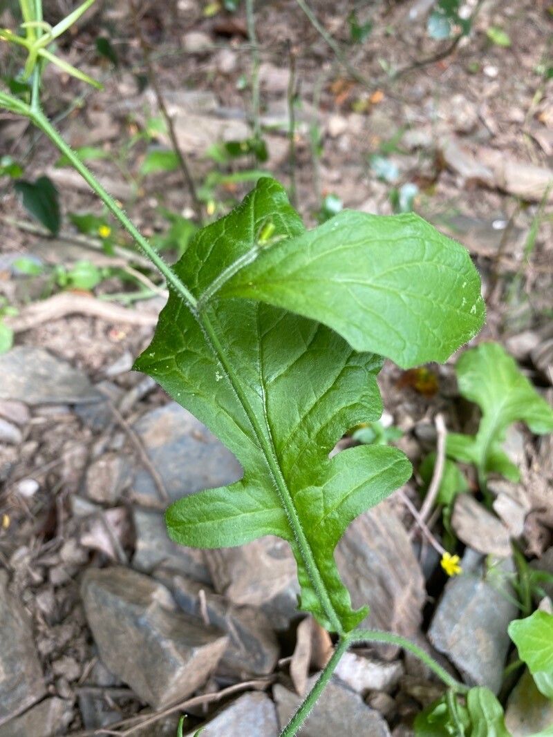 Rhagadiolus edulis leaf
