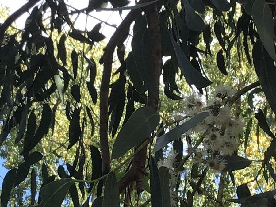 Eucalyptus perriniana flower