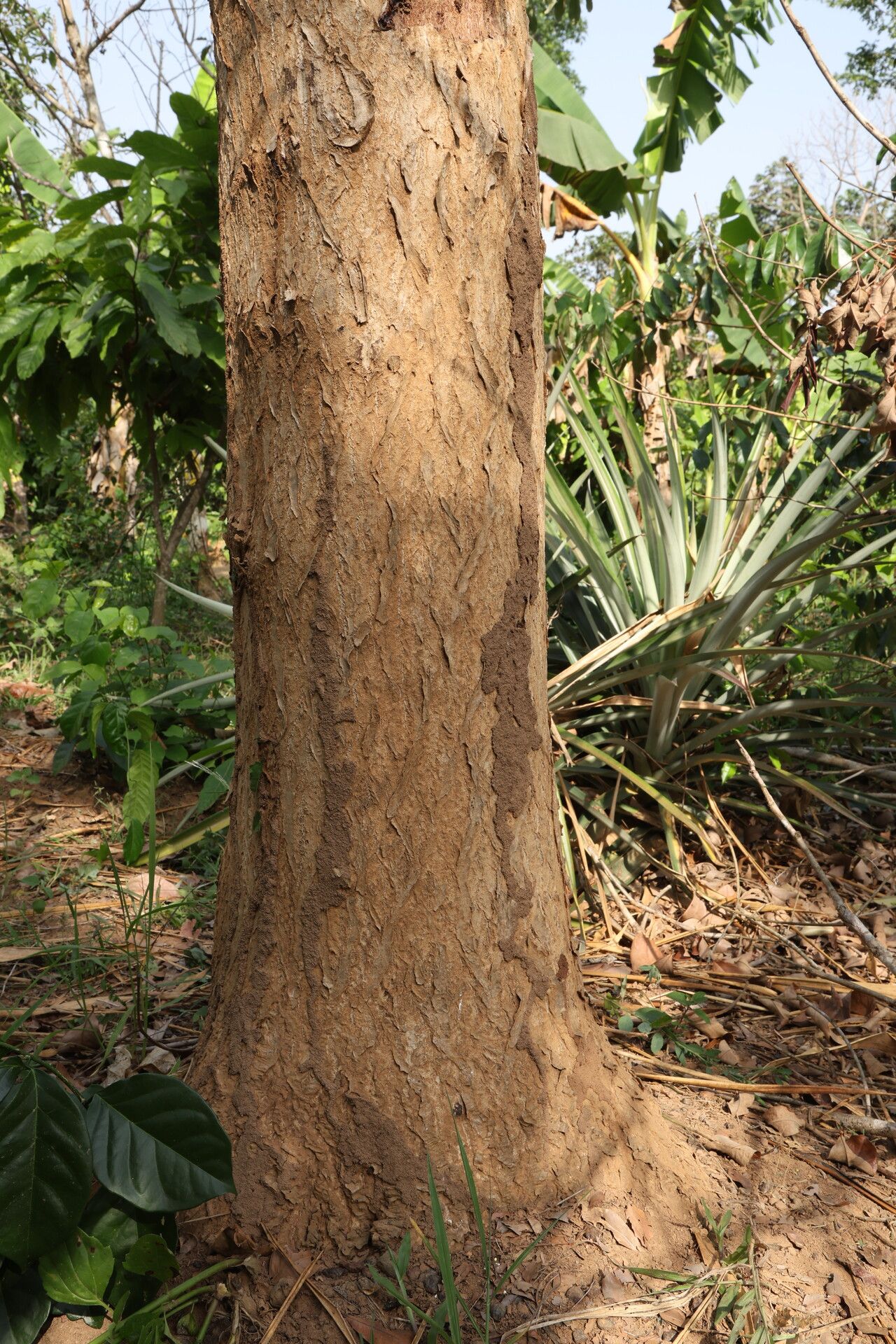Dracaena perrottetii bark