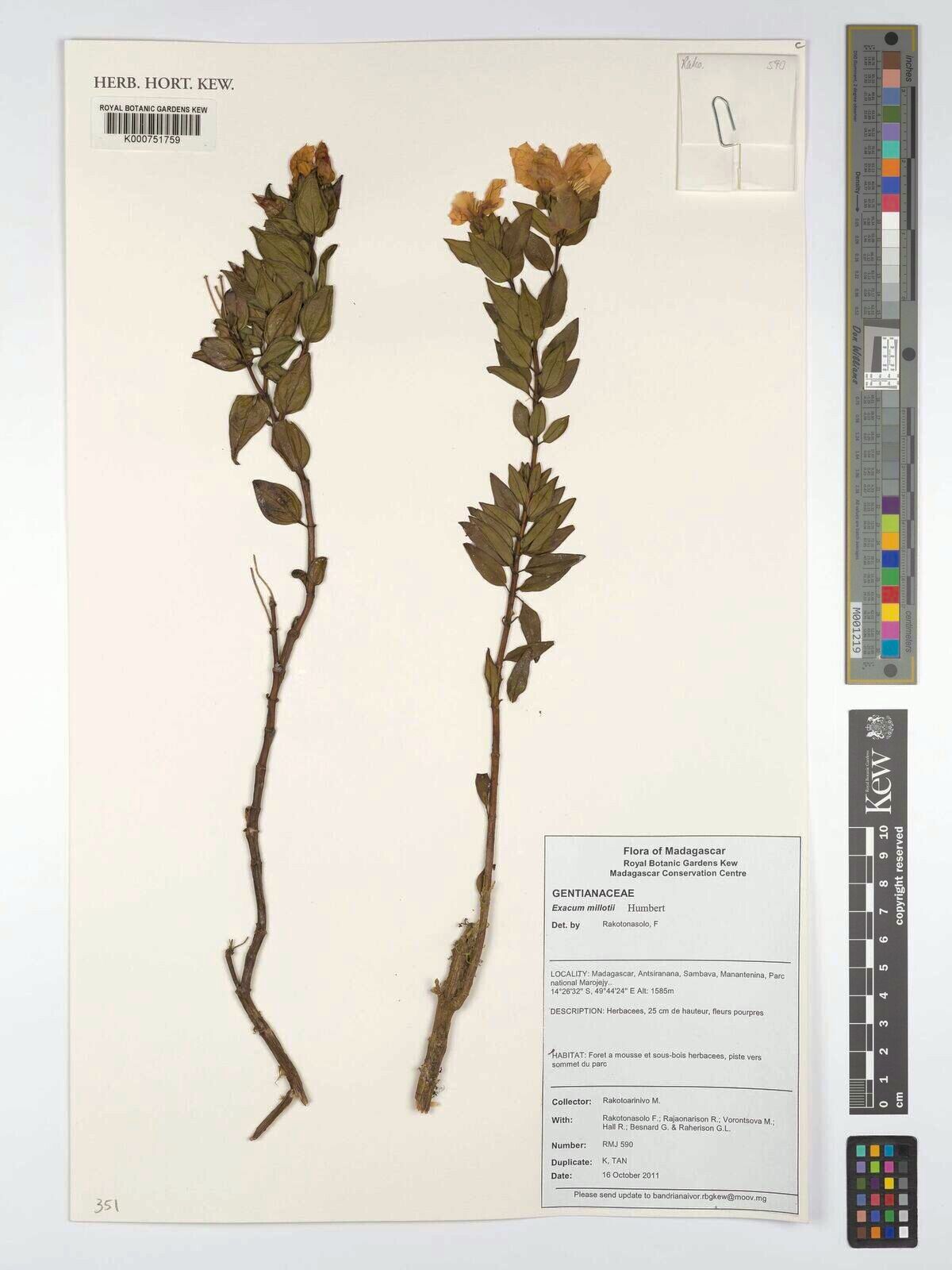 Exacum millotii — houseplant care guide