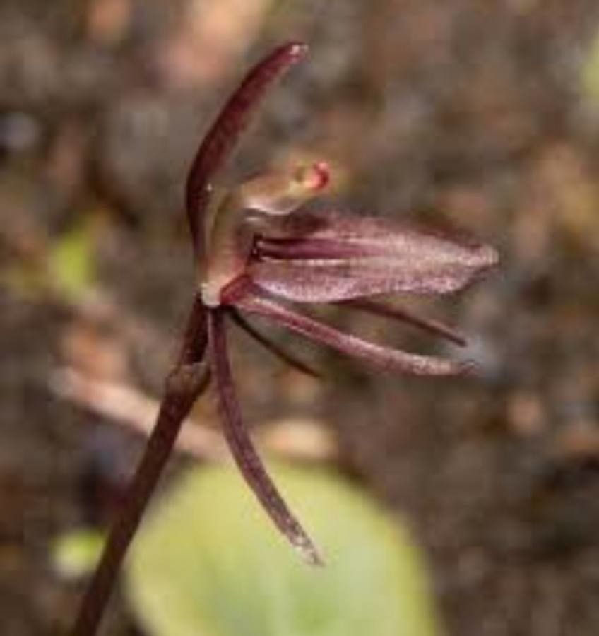 Chiloglottis formicifera — houseplant care guide