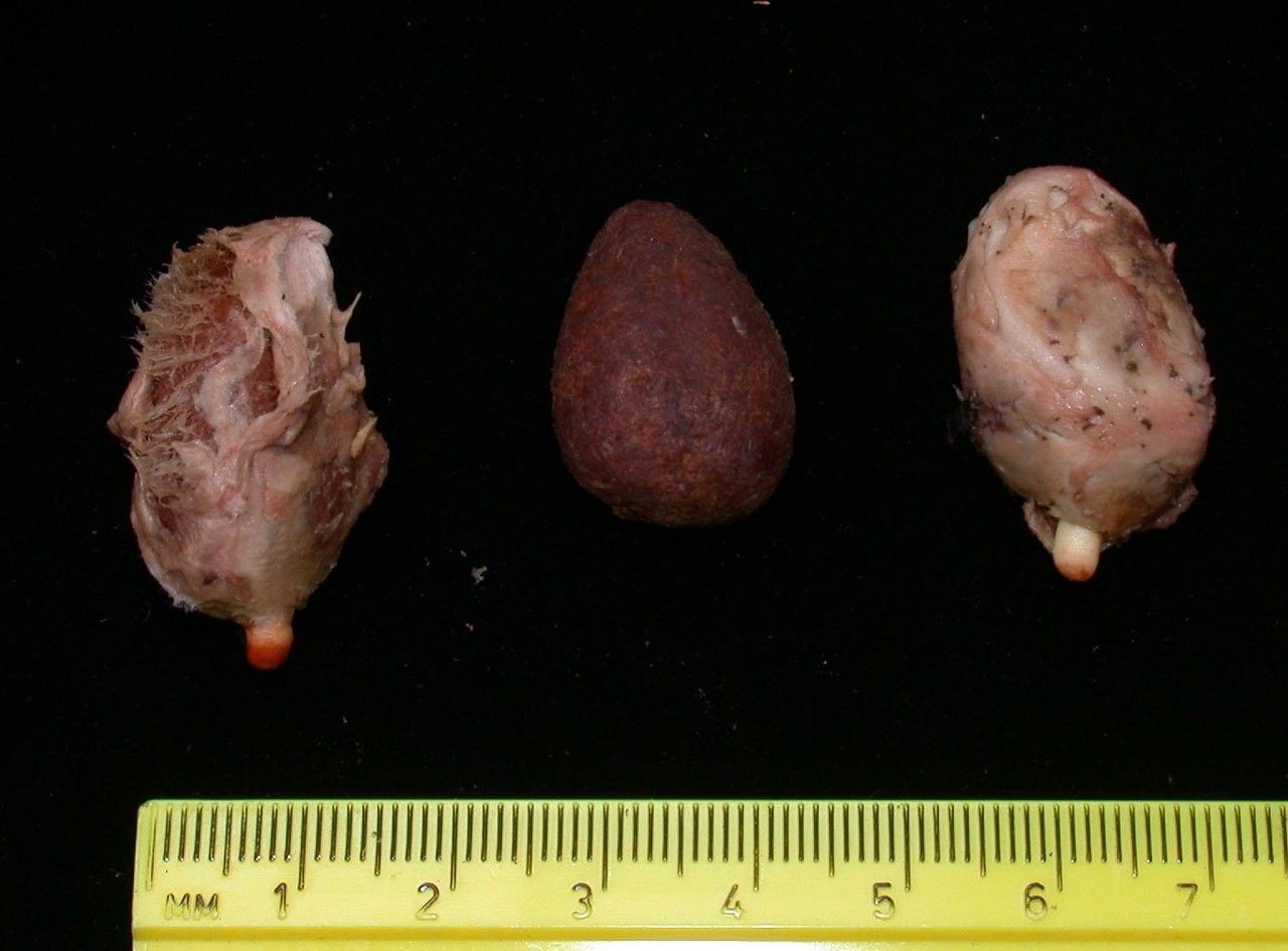 Theobroma mammosum other