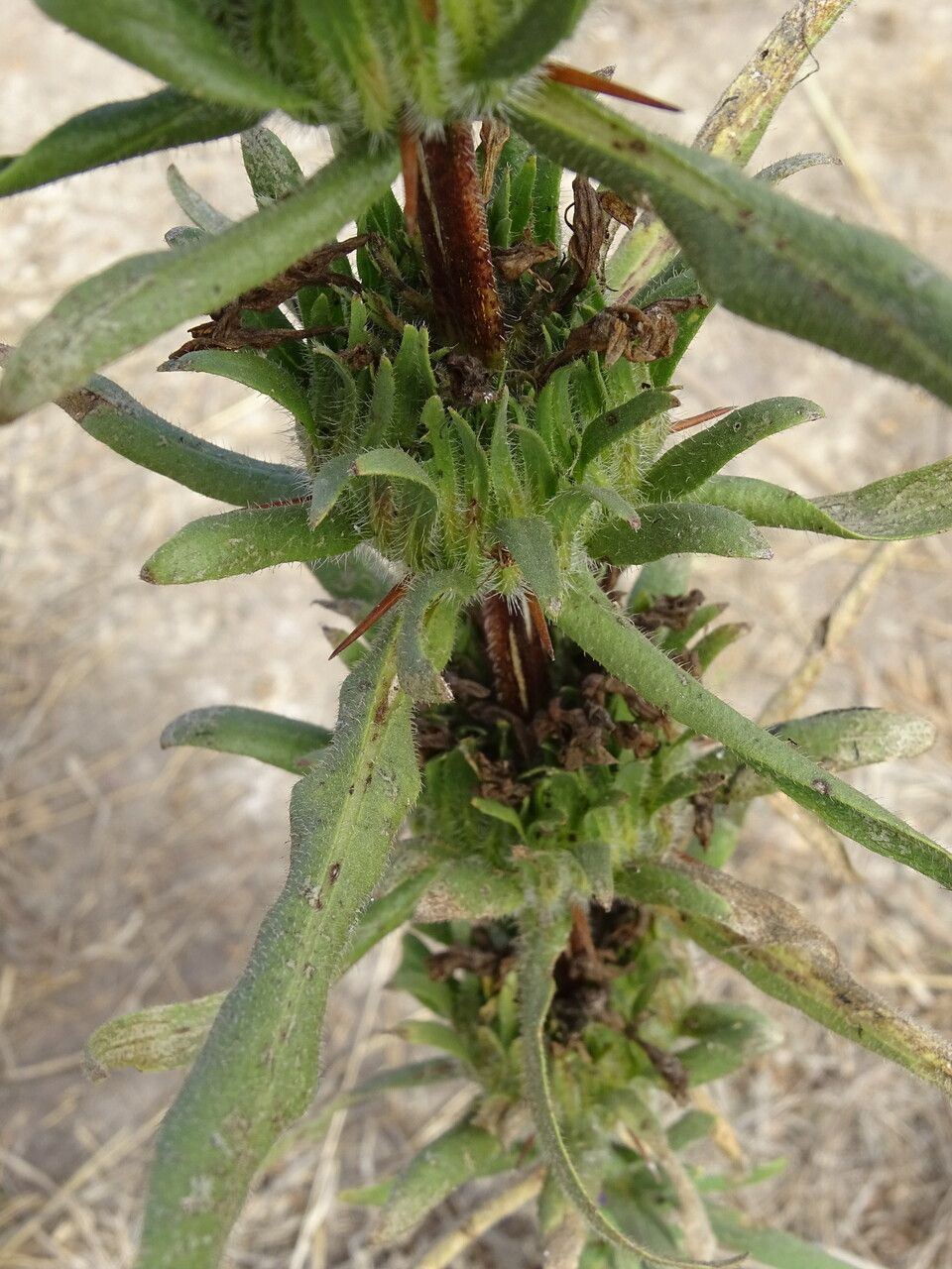 Hygrophila auriculata bark