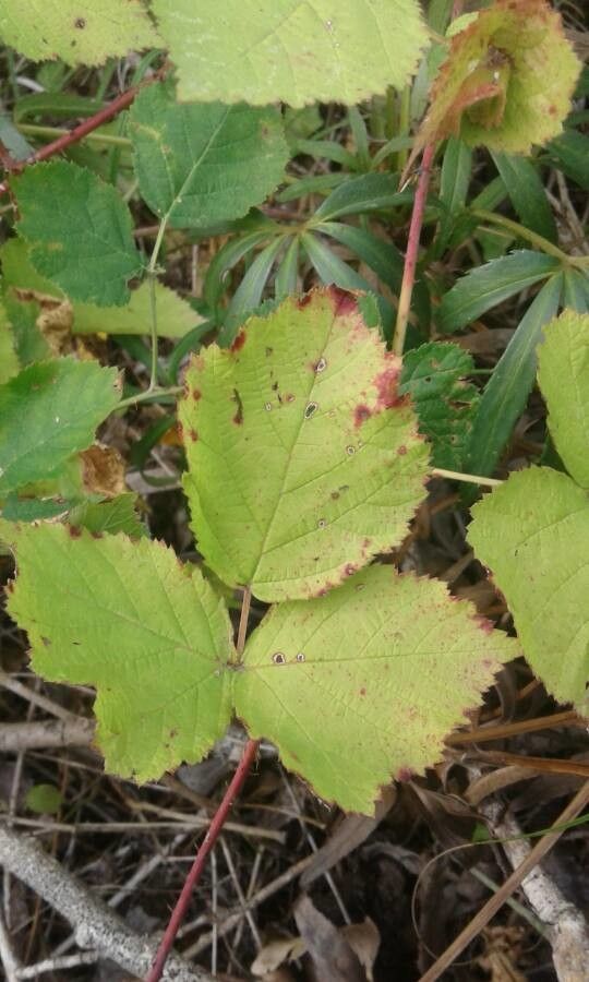Rubus imbricatus leaf