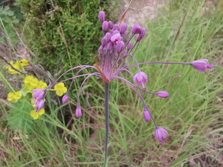 Allium coloratum flower