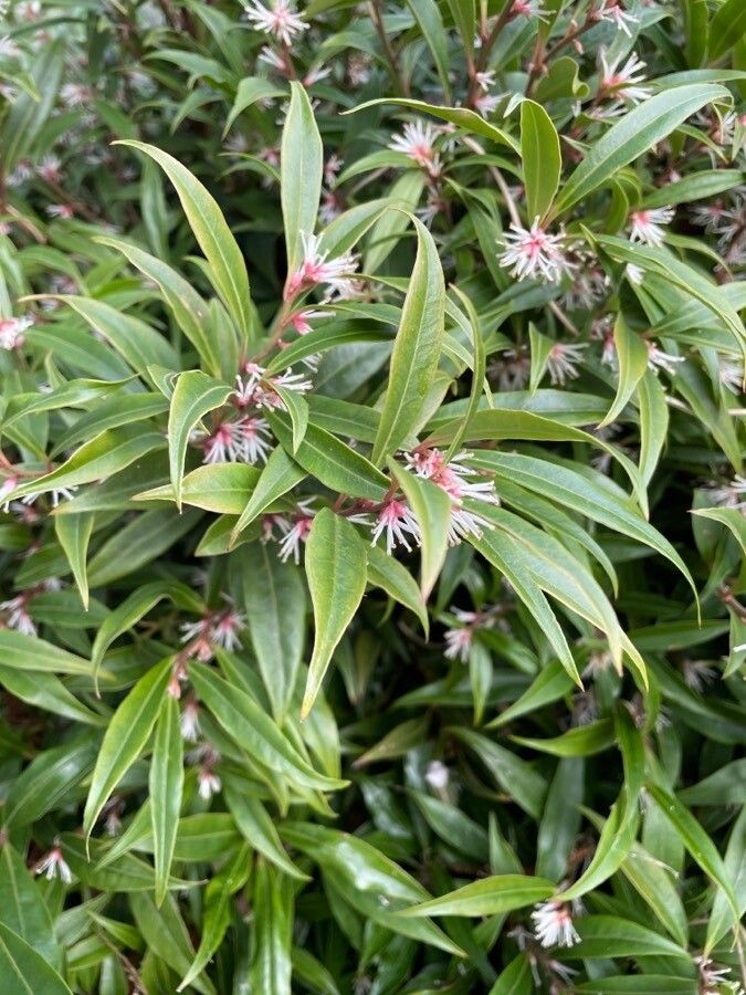 Sarcococca orientalis leaf