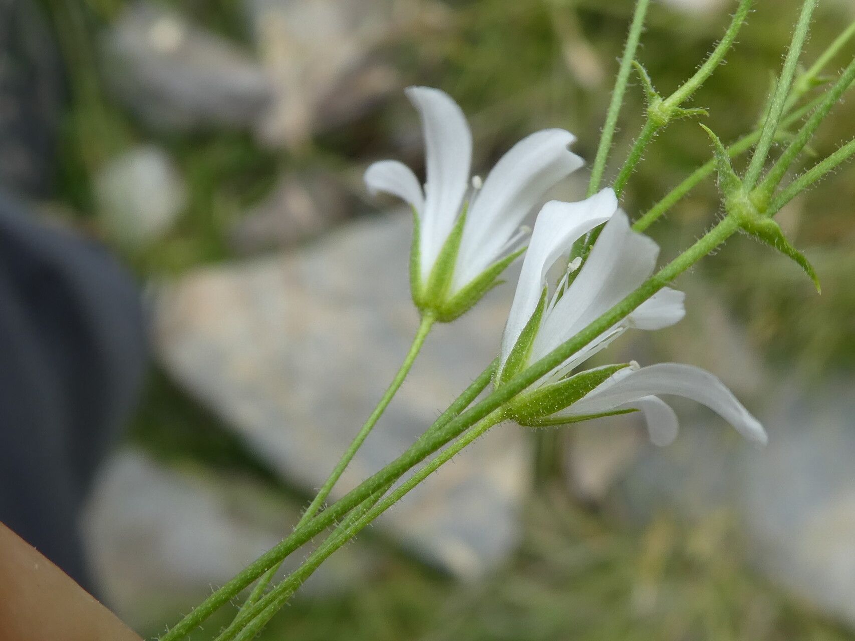 Sabulina villarii flower