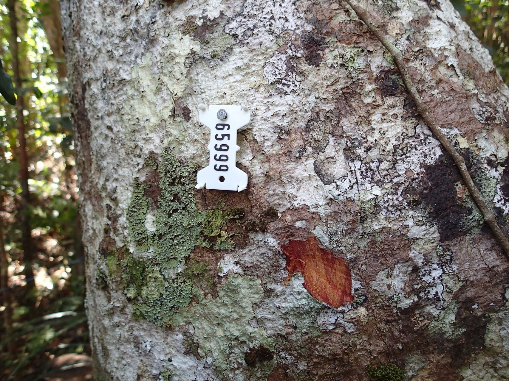 Planchonella sphaerocarpa bark