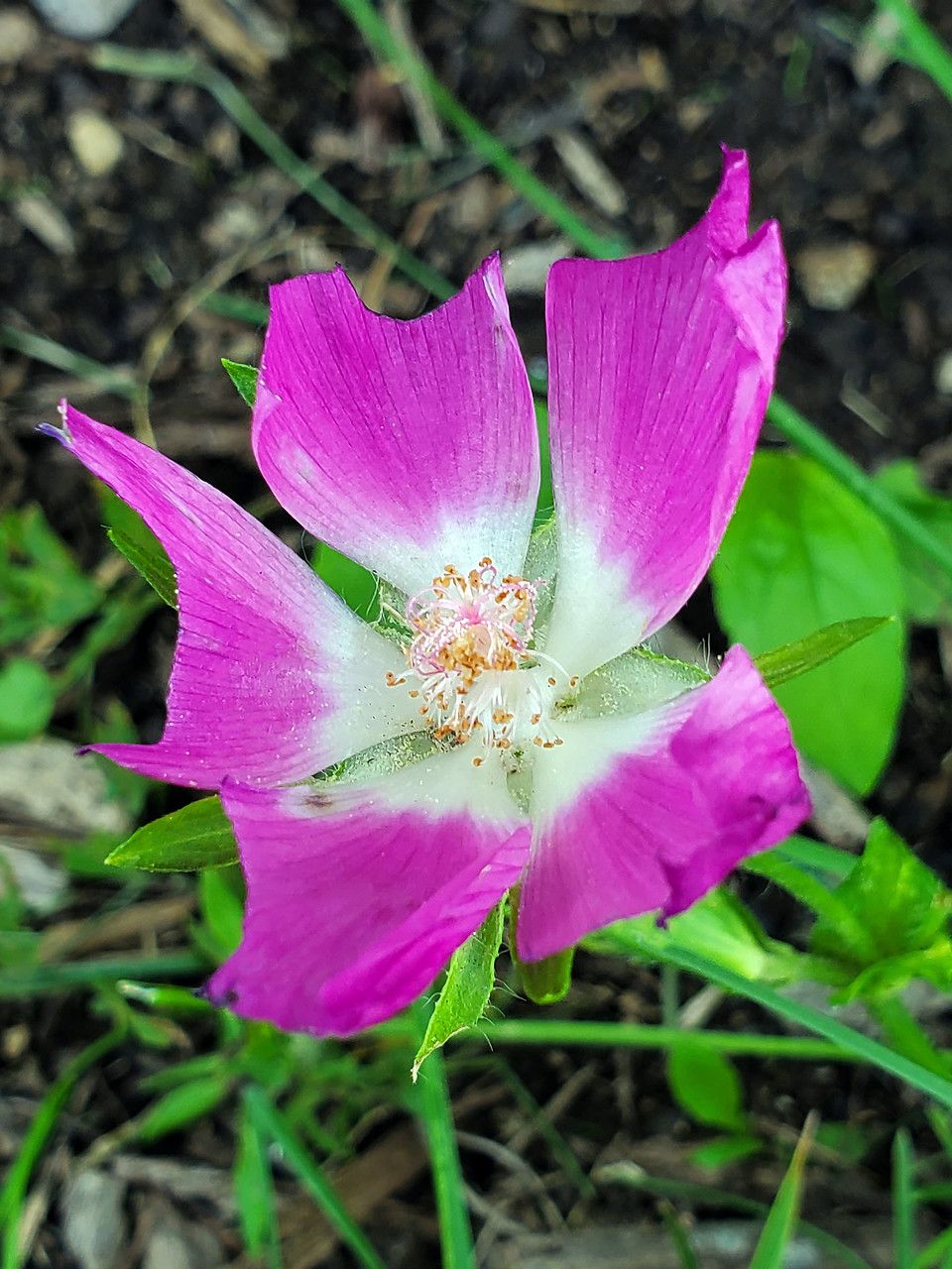 Callirhoe involucrata flower